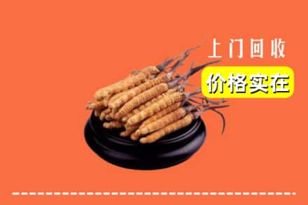 定西市渭源回收冬虫夏草